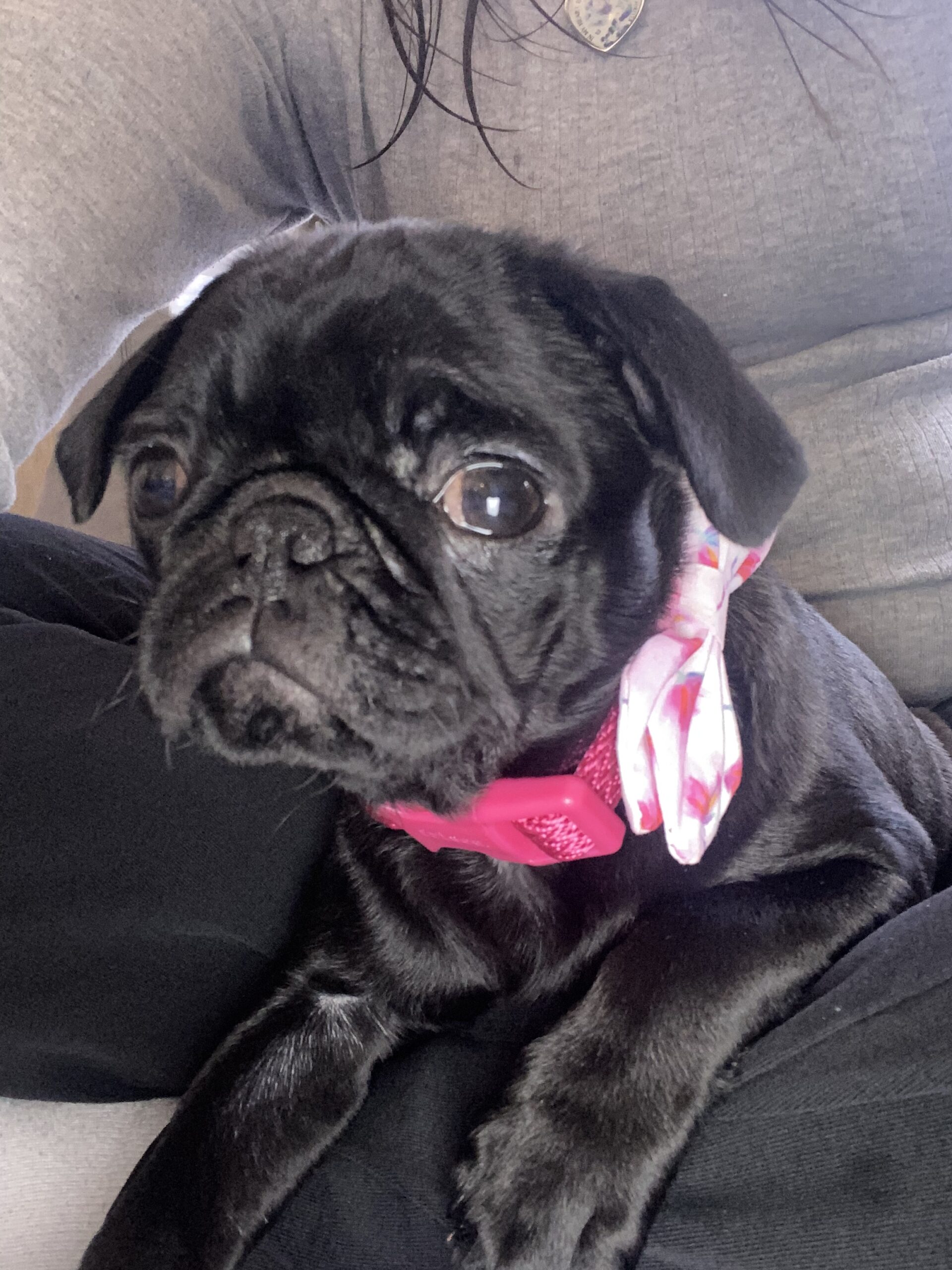 House Calls Veterinary Hospital Gallery Vet Clinic In Eagle, MI 48822