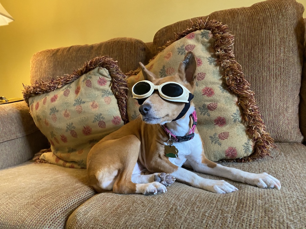 House Call Vet RVA Gallery Mobile Vet In Richmond, VA