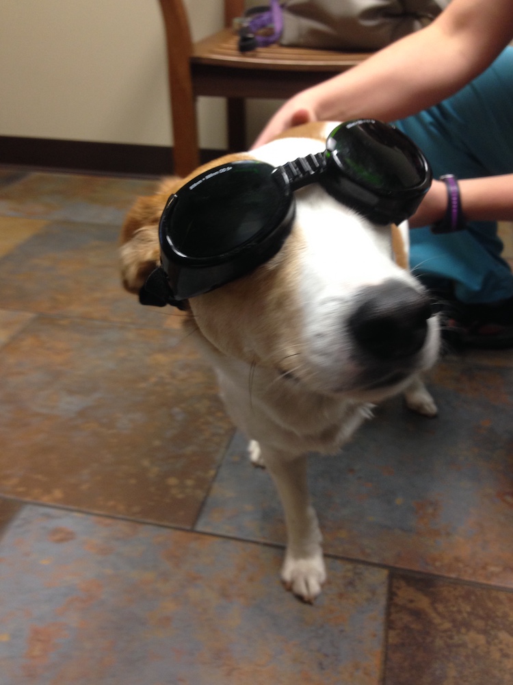 House Call Vet RVA Gallery Mobile Vet In Richmond, VA