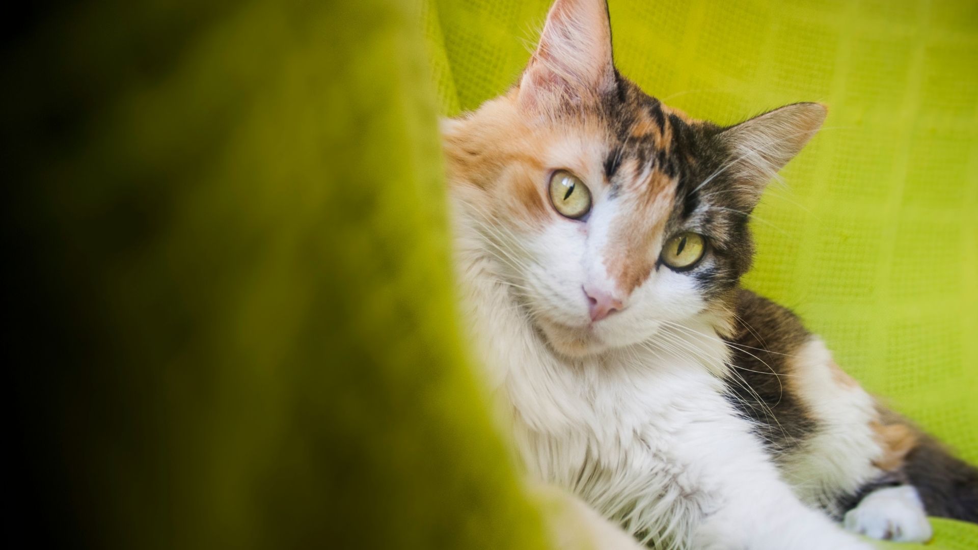 Vet Online Store In Richmond, VA House Call Vet RVA