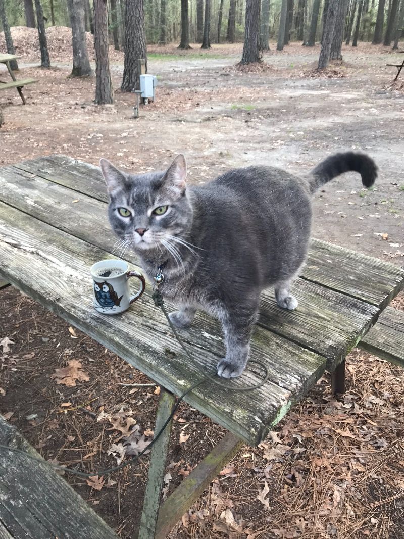 Remembering Your Pet House Call Vet RVA