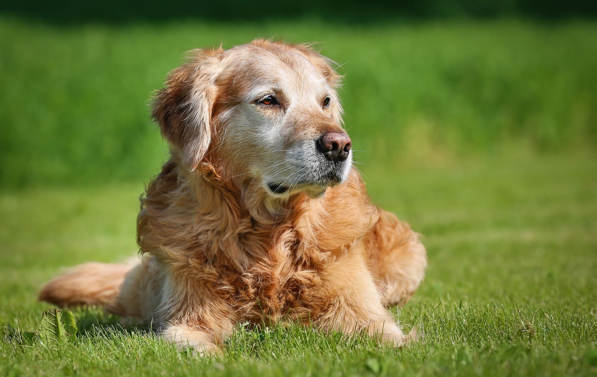 Pet EndofLife Care Resources Richmond House Call Vet RVA