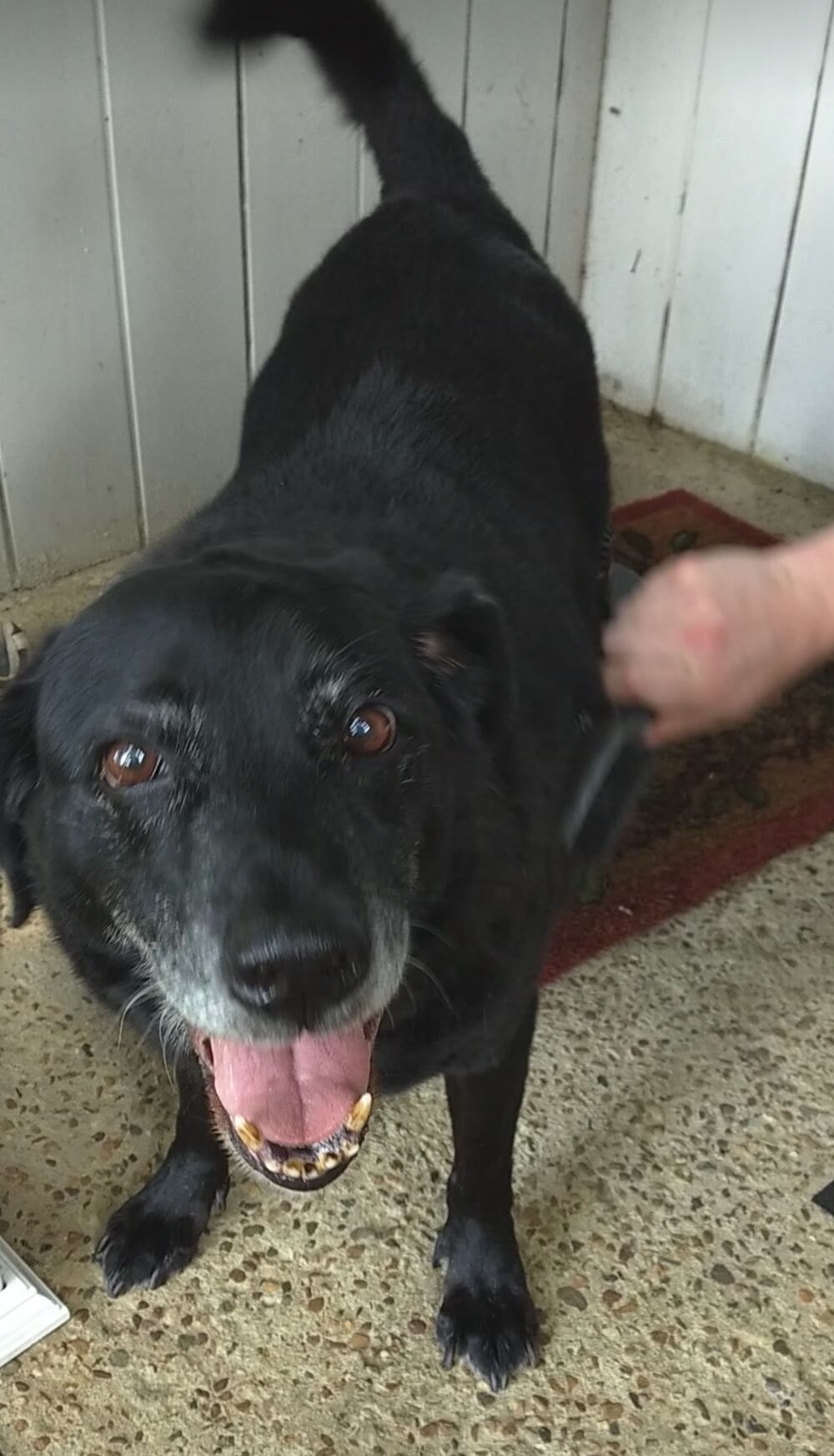 Remembering Your Pet House Call Vet RVA