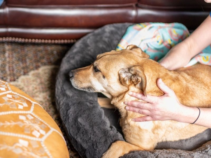 InHome Pet Hospice Care In Richmond, VA House Call Vet