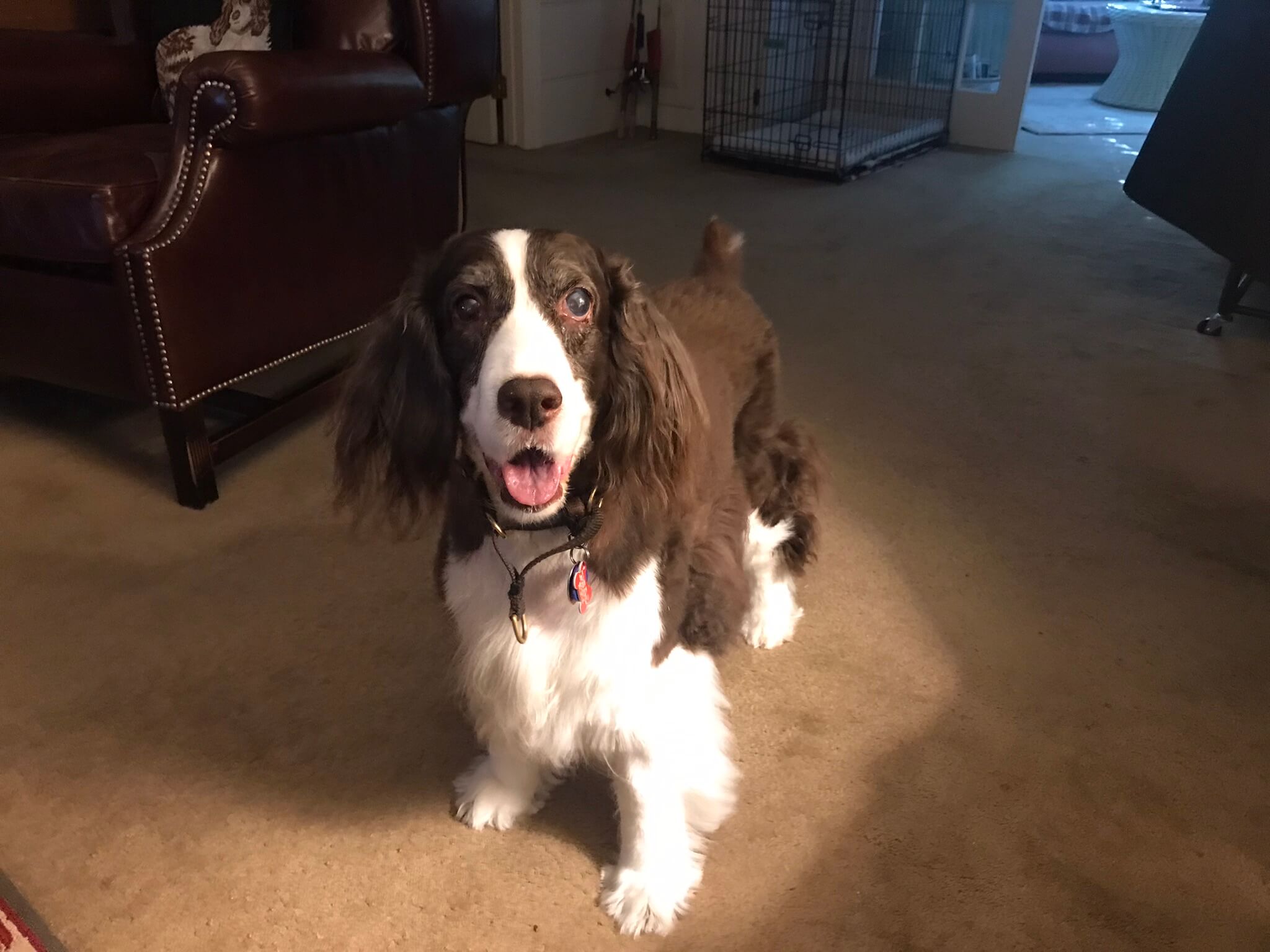 House Call Vet RVA Gallery Mobile Vet In Richmond, VA