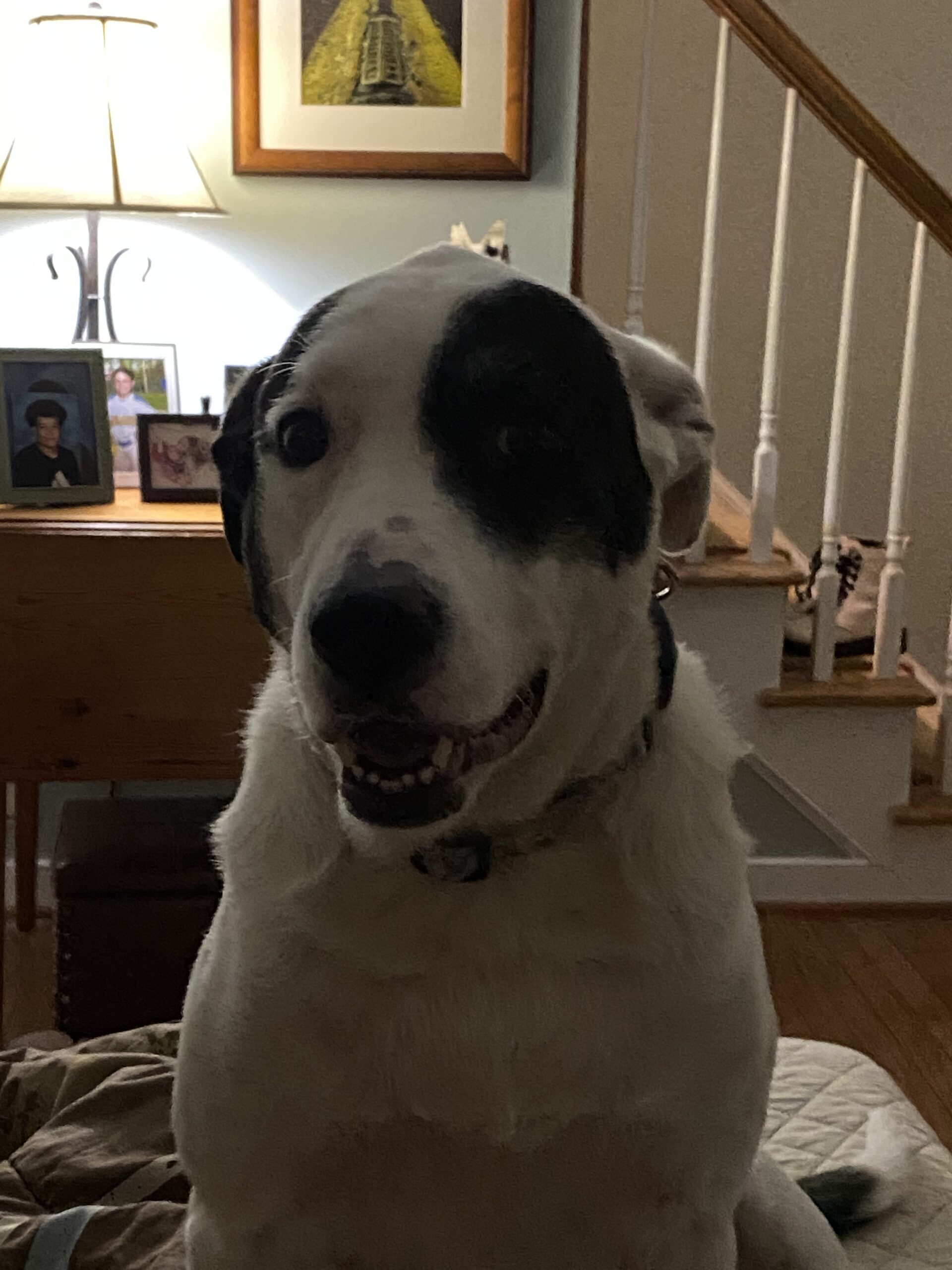 Remembering Your Pet House Call Vet RVA