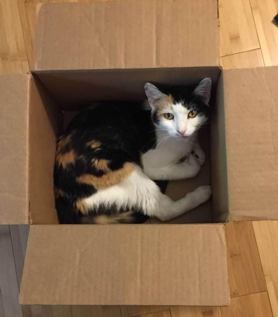 Remembering Your Pet House Call Vet RVA