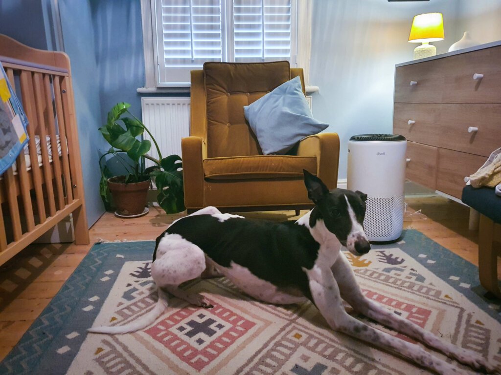 How to get rid of dog smells in the house HouseFresh