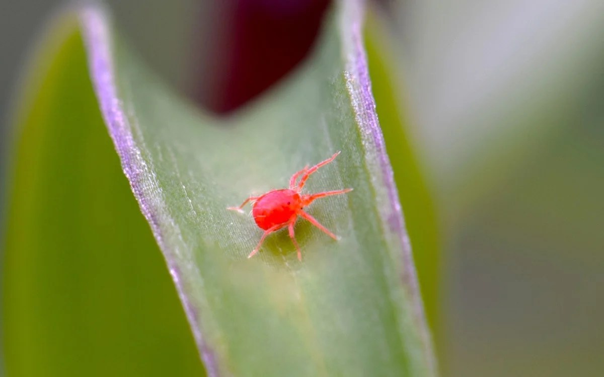 Strange Tiny Red Bugs In Your Window Everything To Know! House Frey