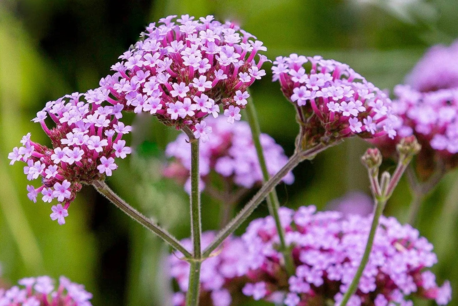 Attract More Bees to Your Yard with These PollinatorFriendly Plants