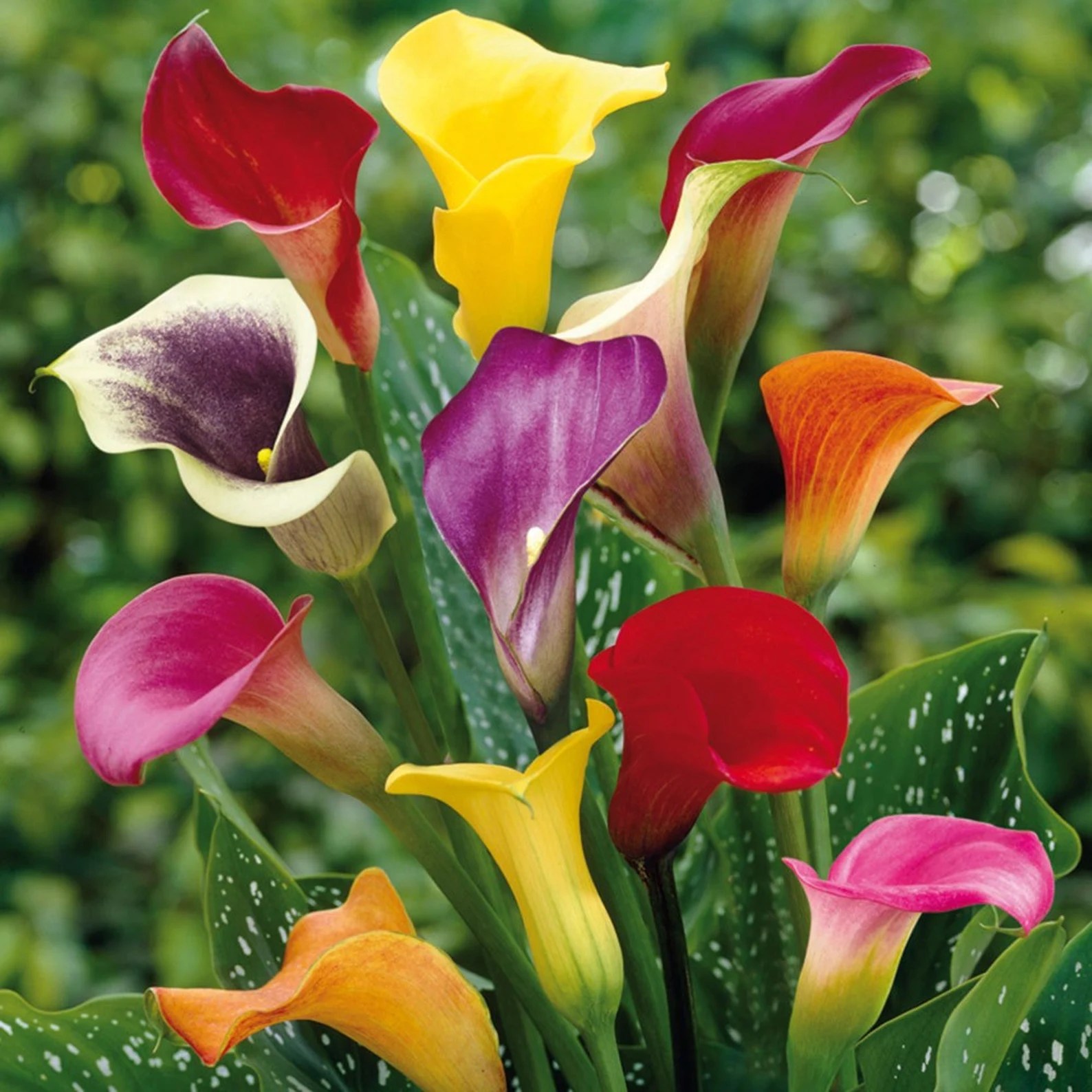 Everything You Need to Know About Planting Calla Lilies A StepByStep