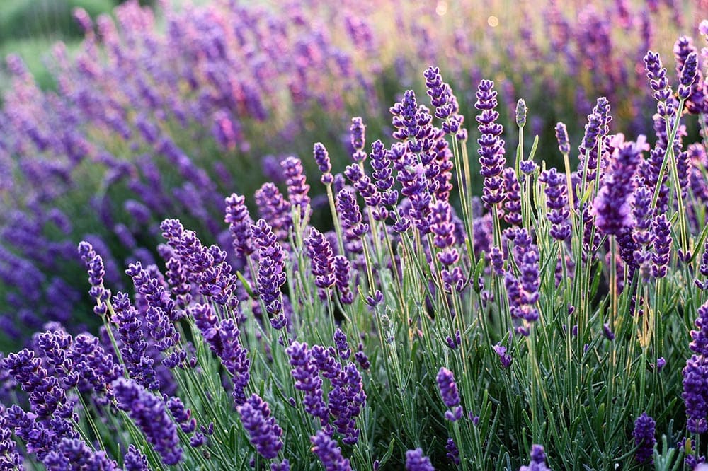 8 Best Companion Plants for Lavender (With Pictures) House Grail