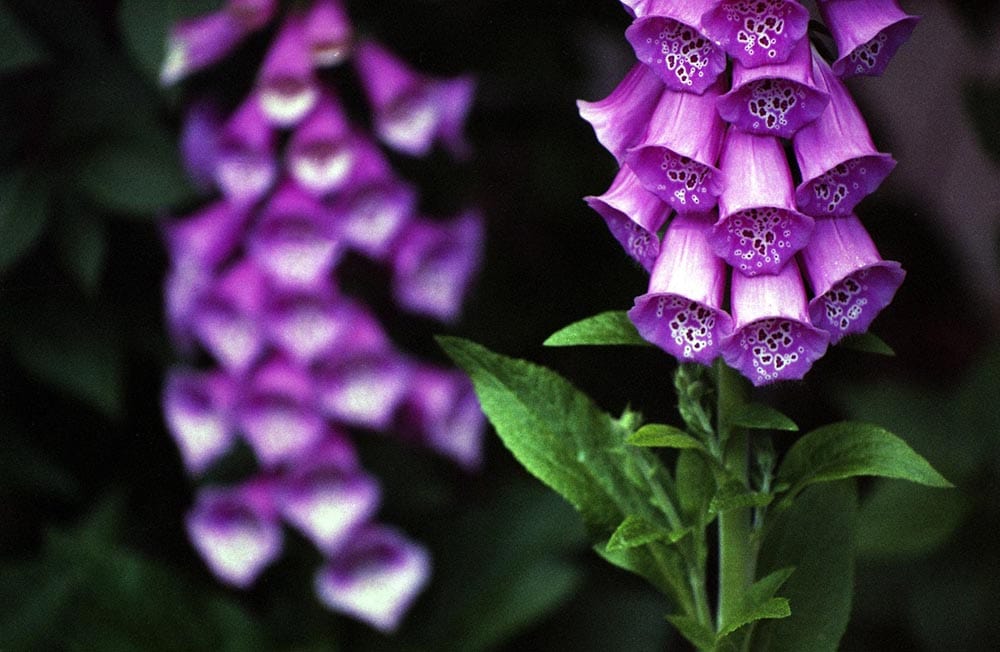 17 Best Flowers to Grow in (With Pictures) House Grail