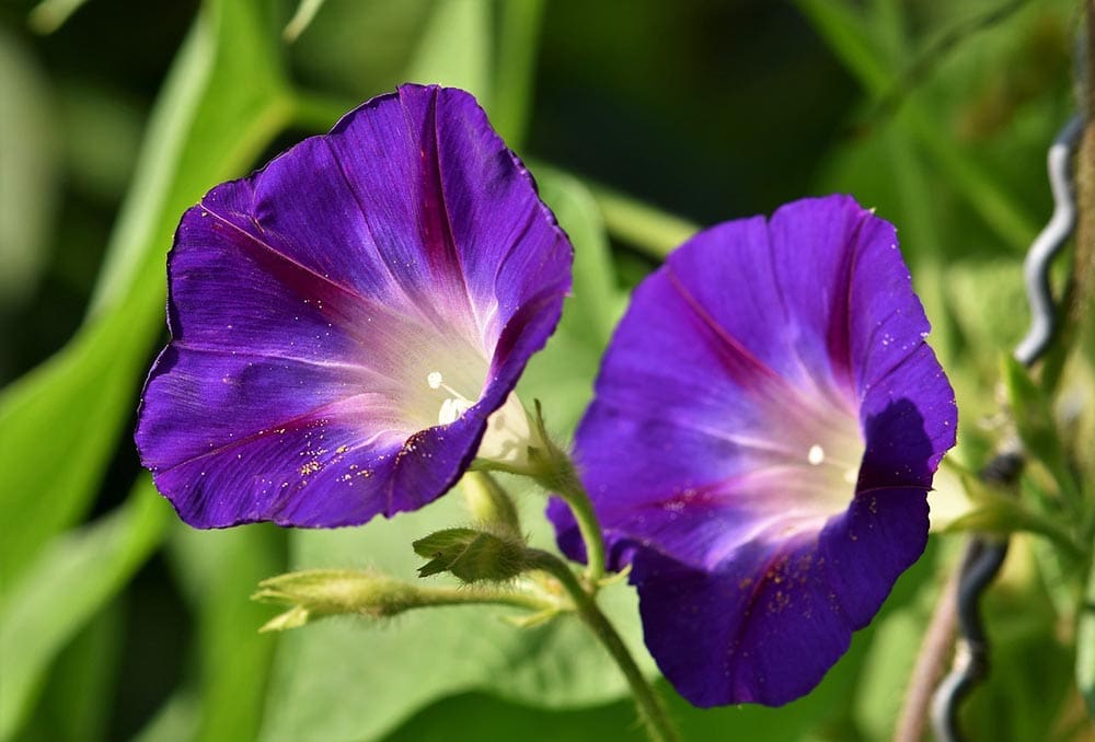 Can You Grow Morning Glories Indoors? Tips, Tricks & HowTo Guide