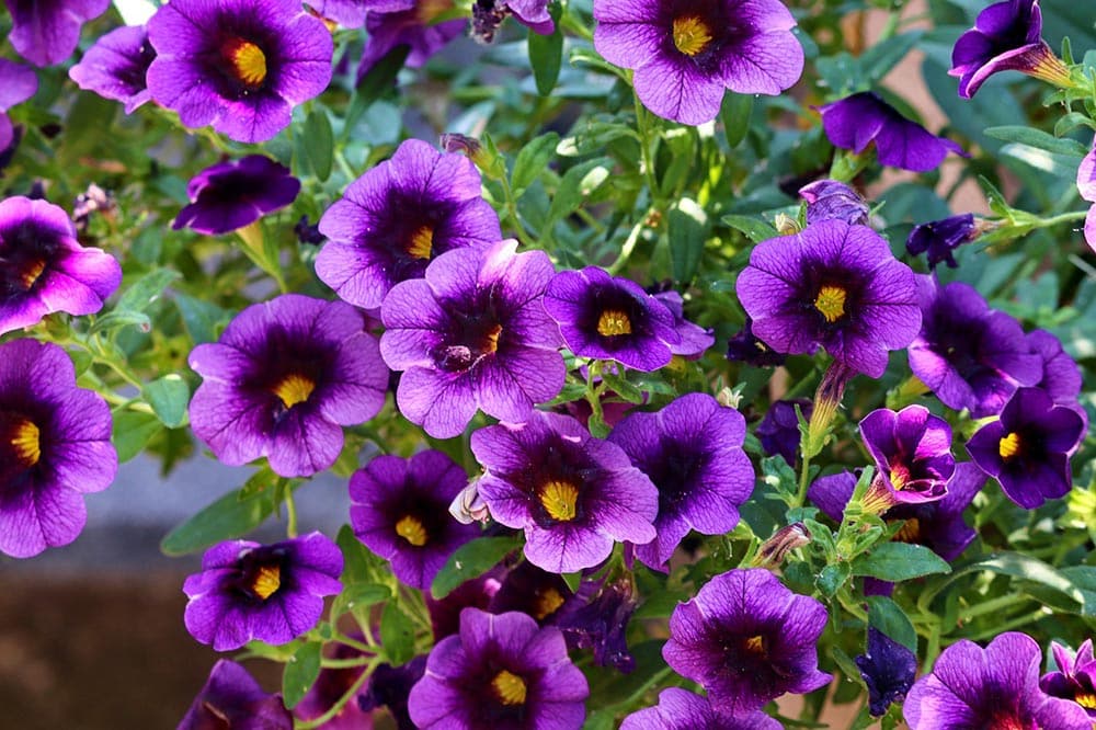 How Much & How Often to Water Petunias? Care Facts & Tips House Grail