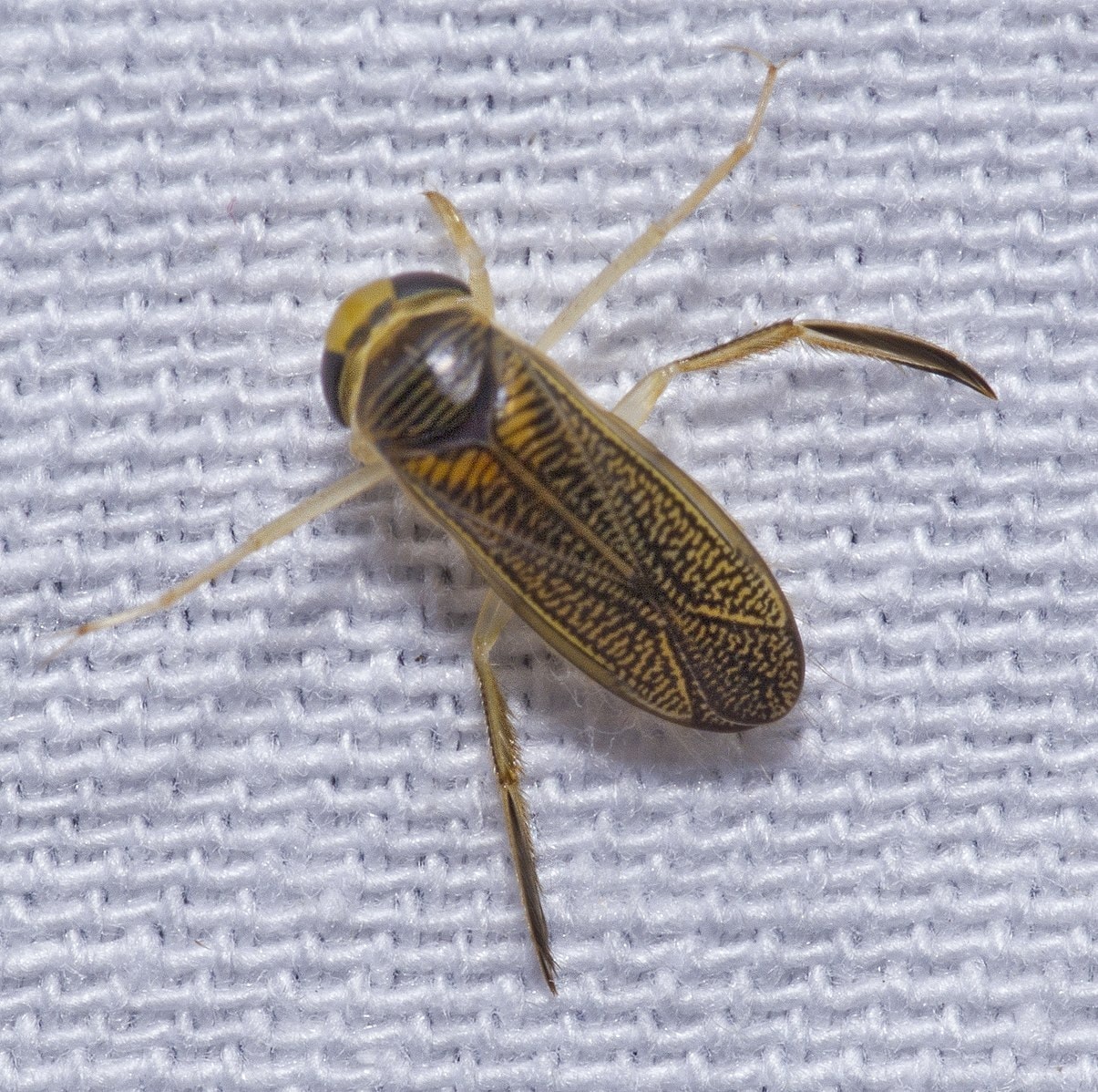 2 Different Types of Swimming Pool Bugs (With Pictures) House Grail