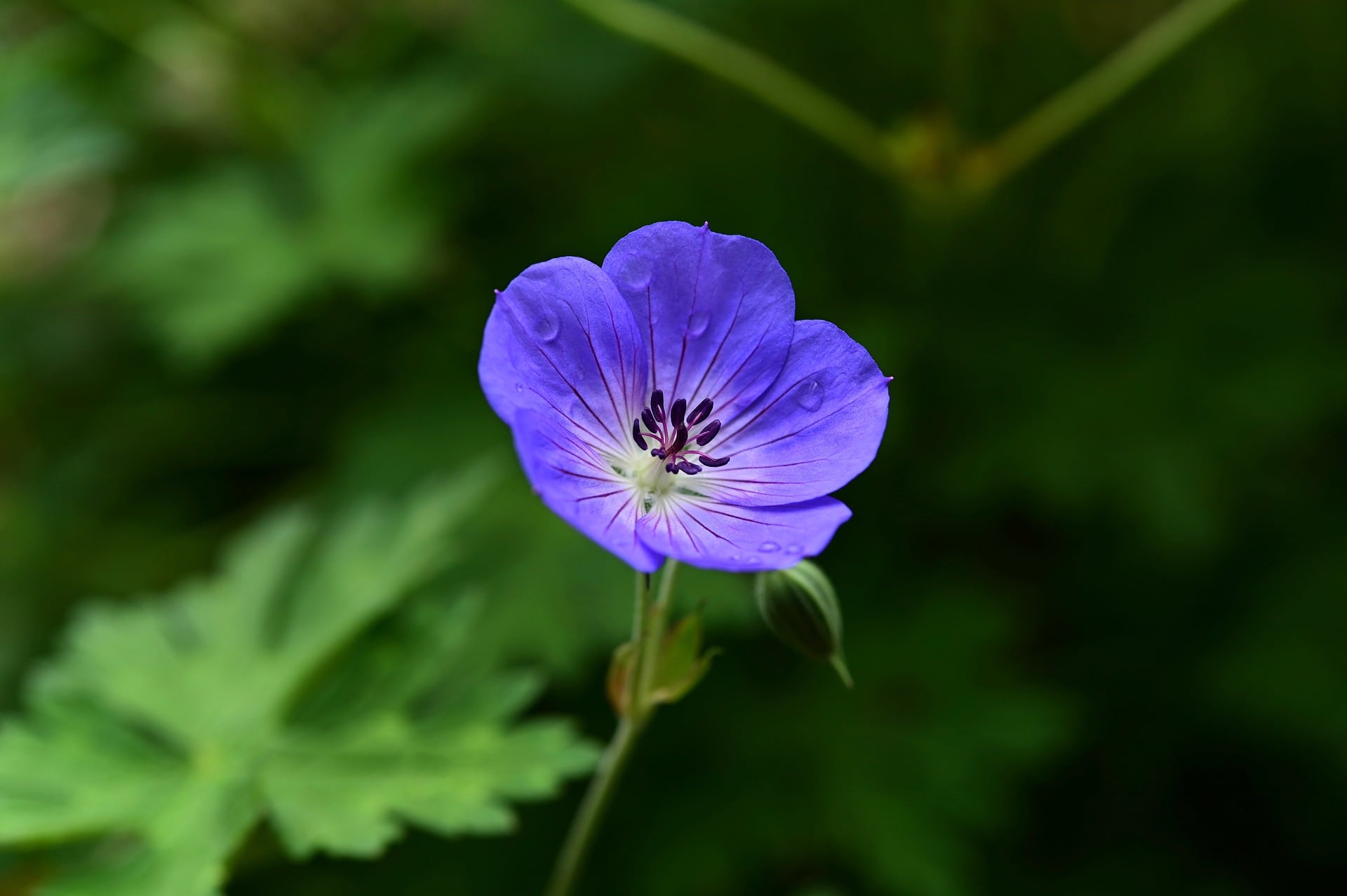 7 Best Plants To Grow In Texas (With Pictures) House Grail