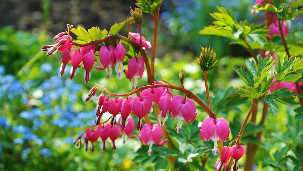 17 Best Flowers to Grow in (With Pictures) House Grail