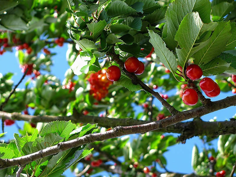 Where Do Cherry Trees Grow in the US? States, Species & FAQs House Grail