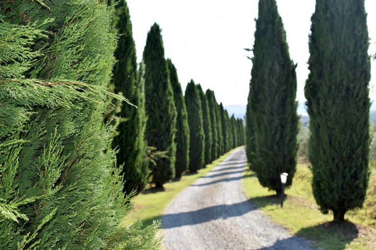 12 Different Types of Cypress Trees (With Pictures) House Grail
