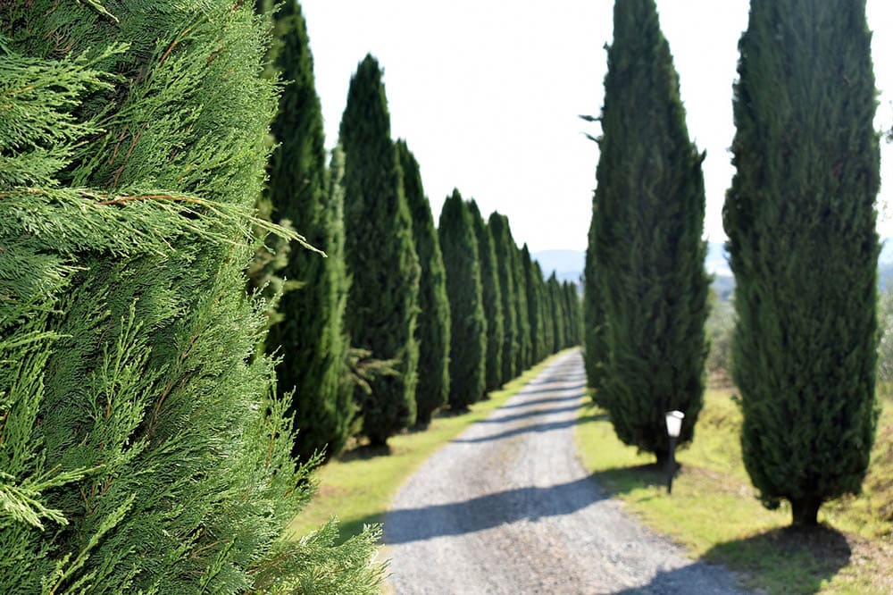 12 Different Types of Cypress Trees (With Pictures) House Grail