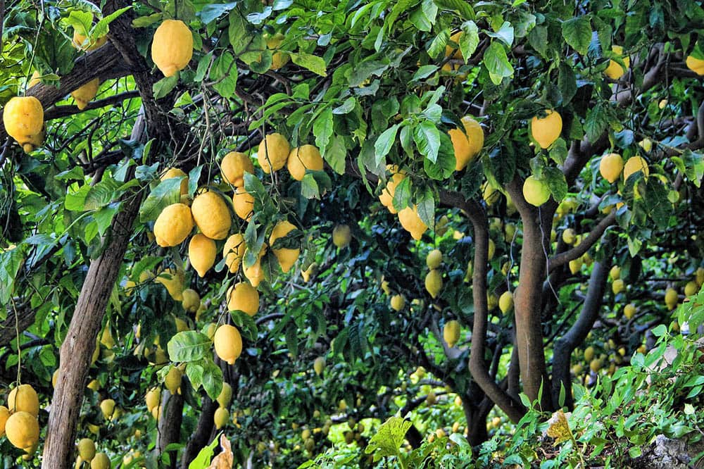 15 Different Types of Lemon Trees (With Pictures) House Grail