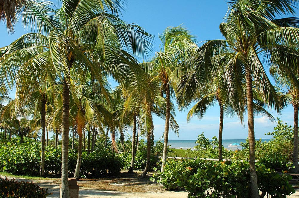18 Types of Palm Trees in Florida (With Pictures) House Grail