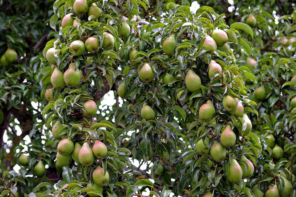 15 Types of Pear Trees (with Pictures) House Grail