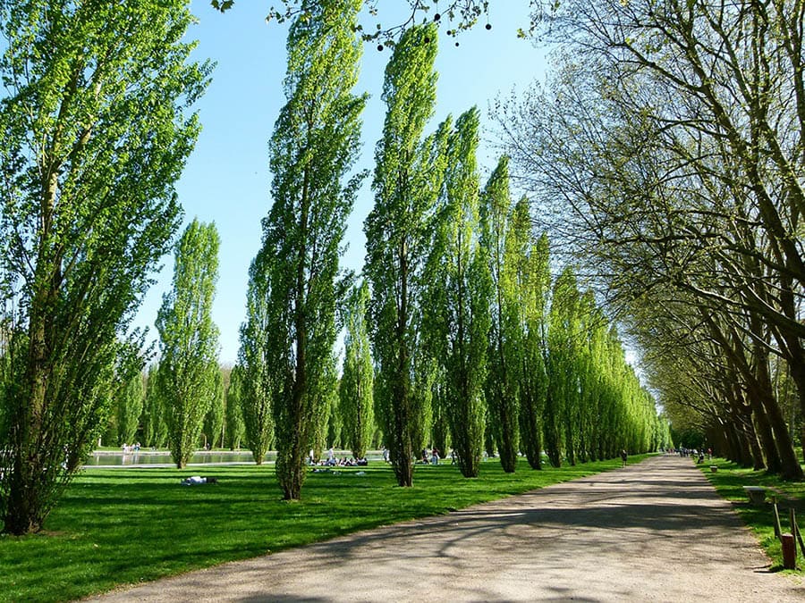 15 Types of Poplar Trees (With Pictures) House Grail