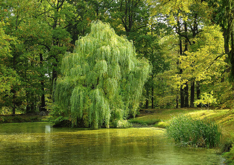 19 Different Types of Willow Trees (With Pictures) House Grail