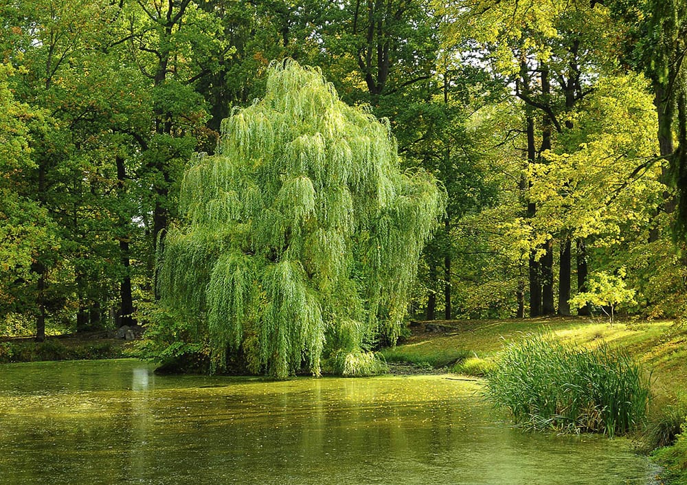 19 Different Types of Willow Trees (With Pictures) House Grail