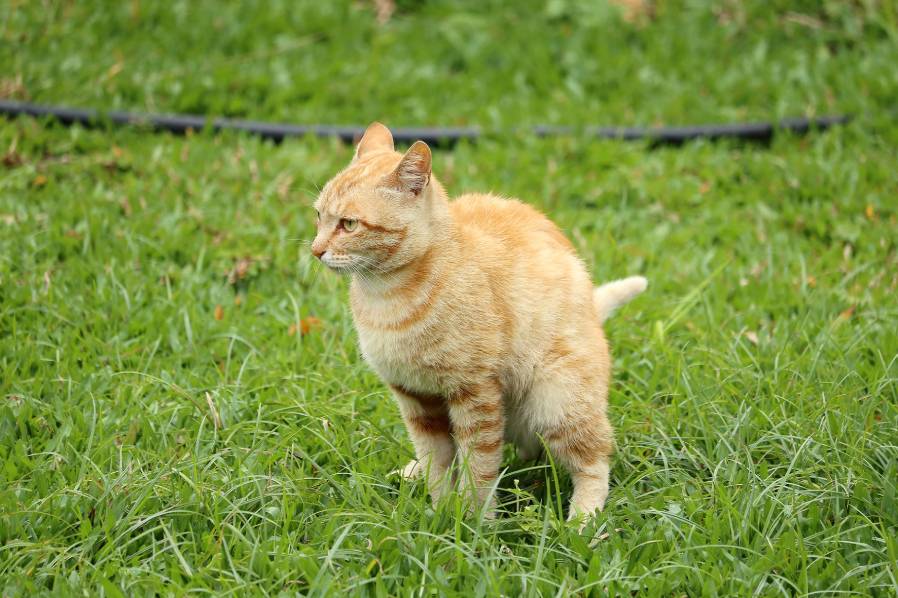 How to Stop Cats from Pooping in Your Yard 9 Potential Methods House