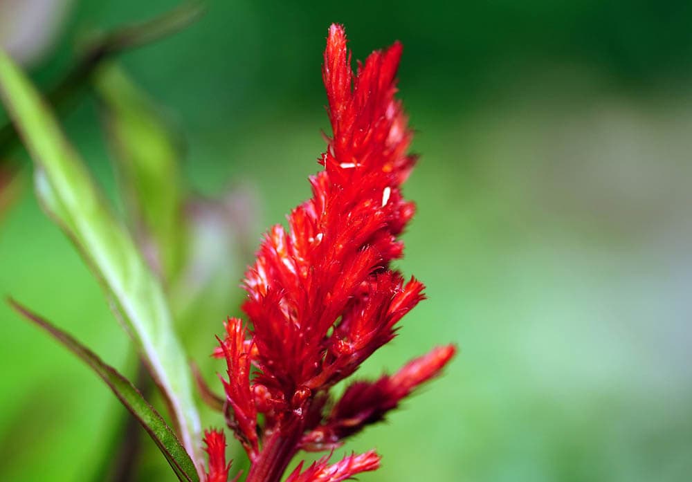 21 Best Plants and Flowers to Grow In Utah (With Pictures) House Grail