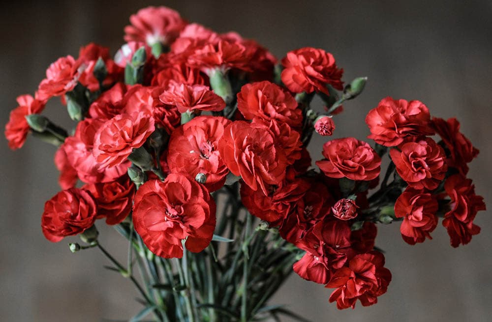 15 Types of Carnations to Grow at Home (with Pictures) House Grail