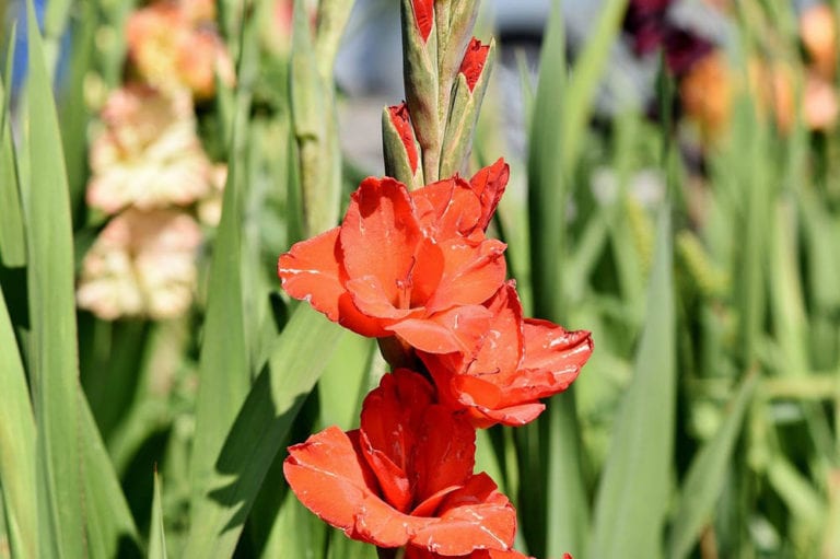 When Do Gladiolus Bloom? Care, Factors, & Planting Tips House Grail