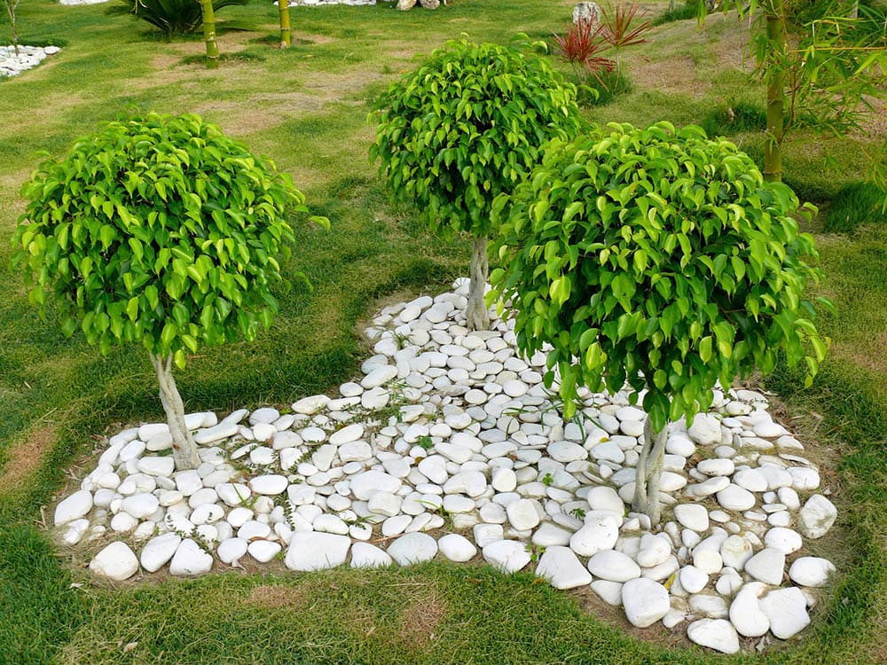 16 Different Types of Ficus Trees (with Pictures) House Grail
