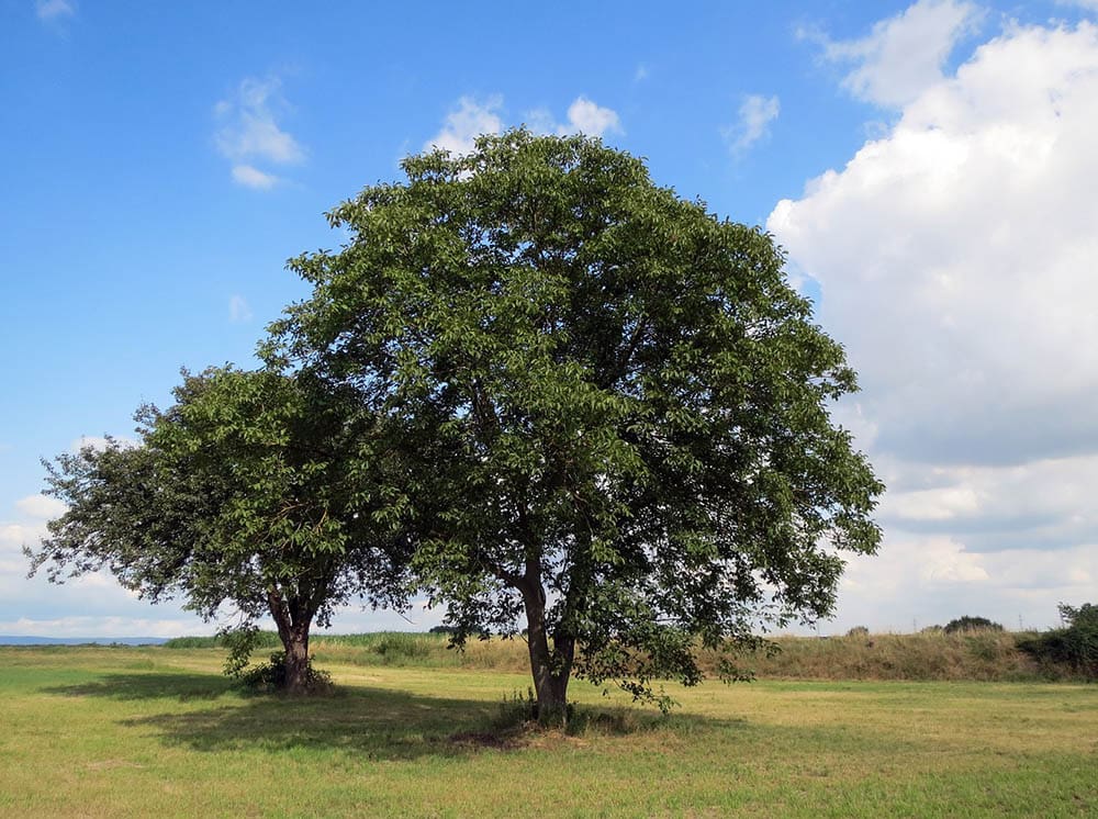 17 Different Types of Walnut Trees (with Pictures) House Grail