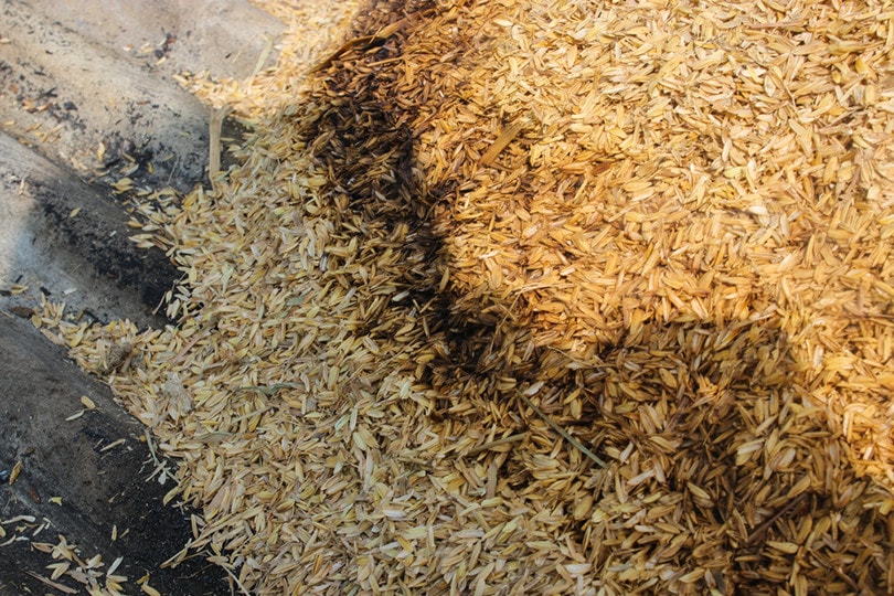 Can You Compost Rice? What You Need To Know! House Grail