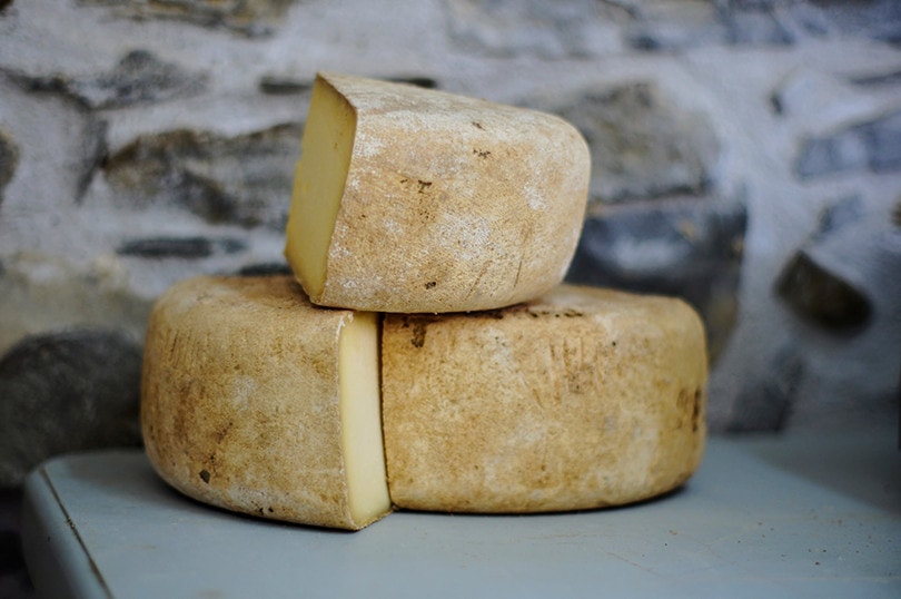 Can You Compost Cheese? What You Need to Know! House Grail