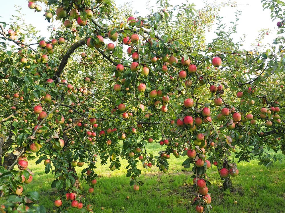 How Long Do Apple Trees Live? History, Lifespan & Types House Grail