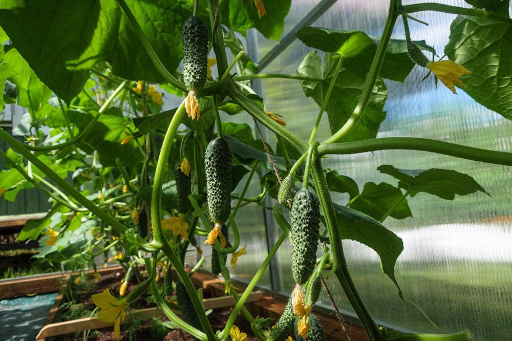 How Much and How Often to Water Cucumbers House Grail