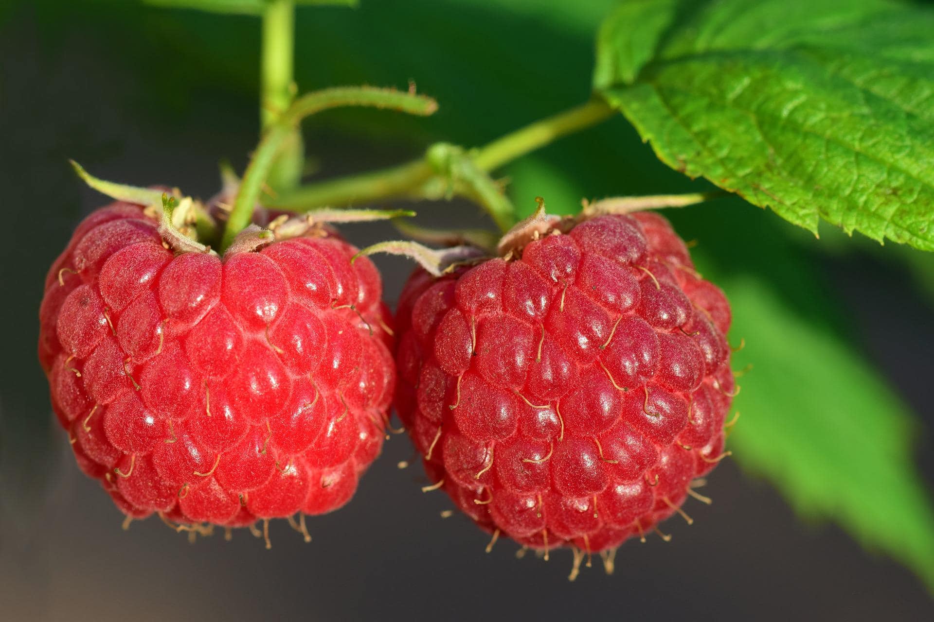 Do Raspberries Need a Trellis? Tips for Growing Vertically House Grail