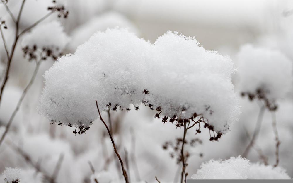 Do Weeds Die in the Winter? Prevention & Tips House Grail