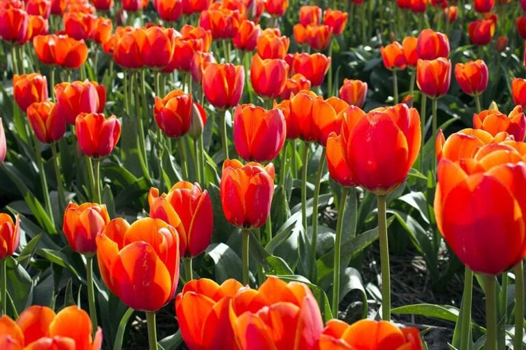 When Do Tulips Bloom? Seasons, Factors, & Tips House Grail