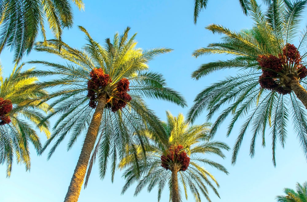 11 Types Of Palm Trees In California (with Pictures) House Grail