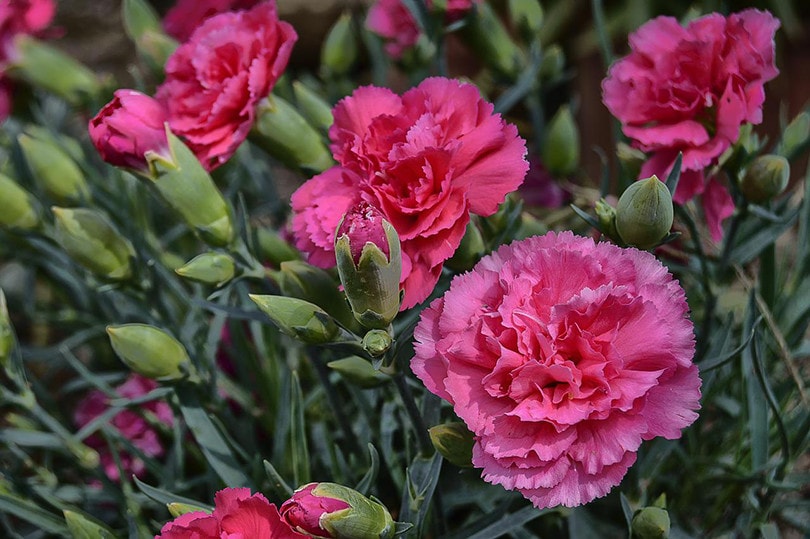 15 Types of Carnations to Grow at Home (with Pictures) House Grail