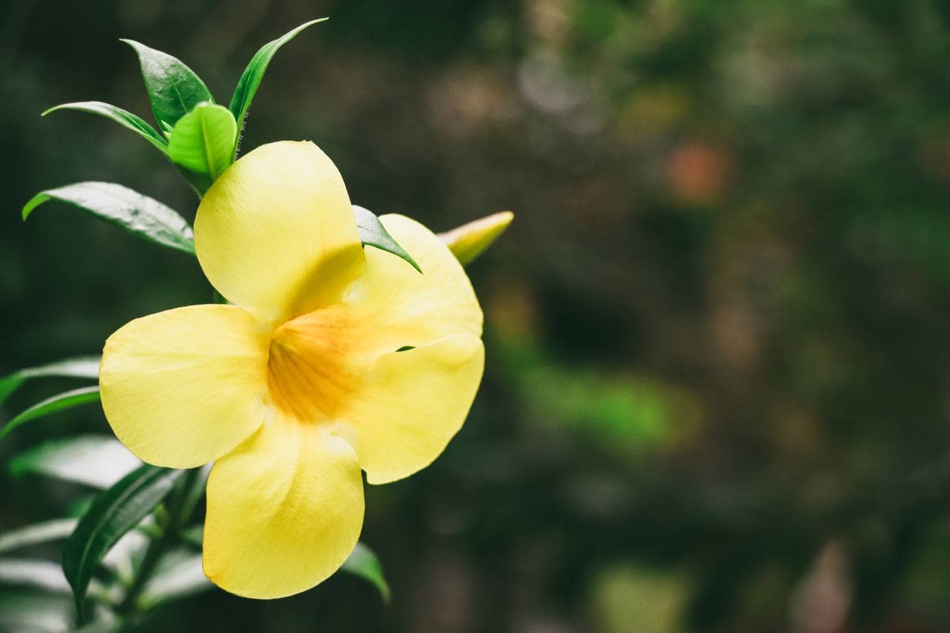 What Is the State Flower of South Carolina? History, Facts & FAQ