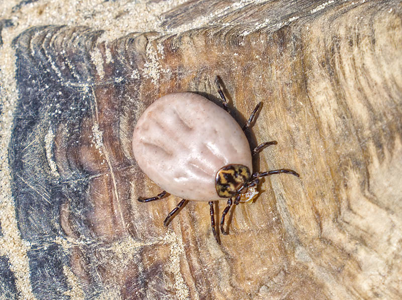 9 Types of Ticks in Mississippi (With Pictures) House Grail
