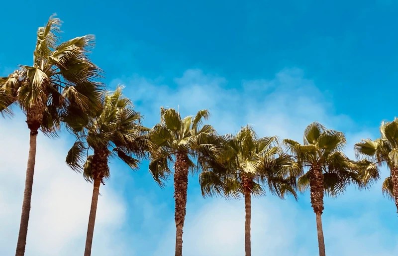 How To Tell If A Palm Tree Is Dead (5 Signs To Look For) House Grail