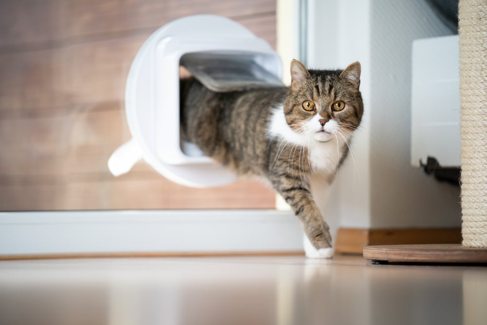 How to Install a Microchip Cat Flap A StepbyStep Guide House Happy